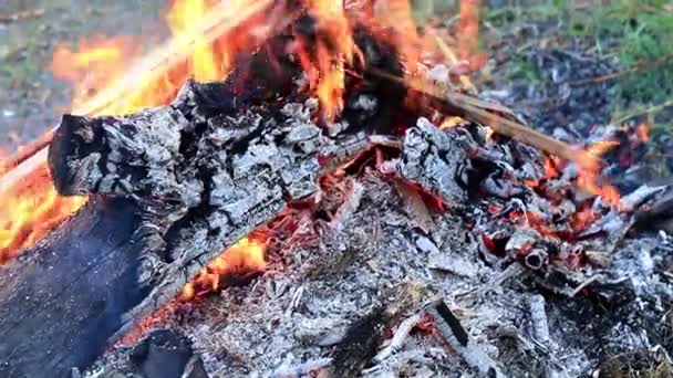 Carvão Vegetal Chamas Brilhantes Fogo Florestal — Vídeo de Stock