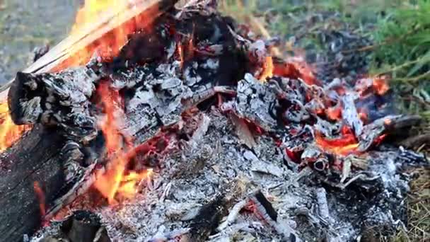 Carbón Vegetal Llamas Brillantes Incendio Forestal — Vídeos de Stock