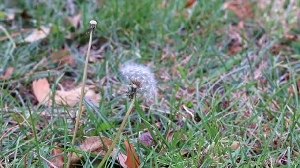 Green Field Grass Dry Autumn Leaves — Stock Video