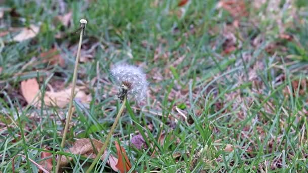 Erba Campo Verde Con Foglie Secche Autunno — Video Stock