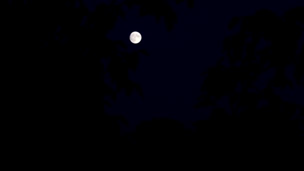 夏の夜空に美しい満月 — ストック動画