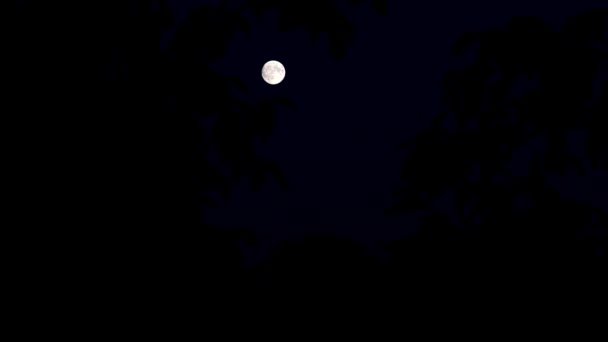 Bela Lua Cheia Céu Noturno Verão — Vídeo de Stock
