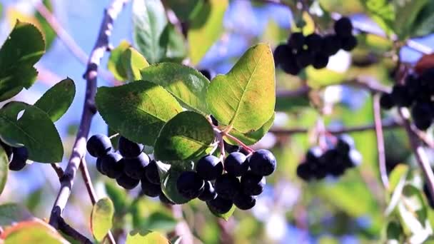 Fine Ripe Berries Branches Bush Black Chokeberry — Stock Video