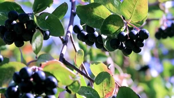 Jemné Zralé Bobule Větve Keře Black Chokeberry — Stock video