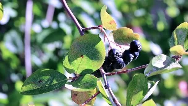 Fines Baies Mûres Sur Les Branches Buisson Chokeberry Noir — Video