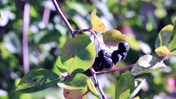 Fines Baies Mûres Sur Les Branches Buisson Chokeberry Noir — Video