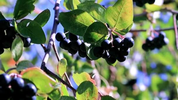 Fine Ripe Berries Branches Bush Black Chokeberry — Stock Video
