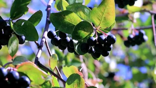 ブラック ブッシュ チョークベリーの枝に罰金の熟した果実 — ストック動画