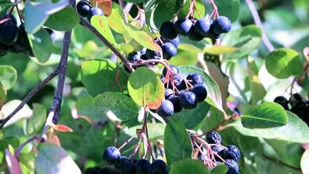 Fines Baies Mûres Sur Les Branches Buisson Chokeberry Noir — Video