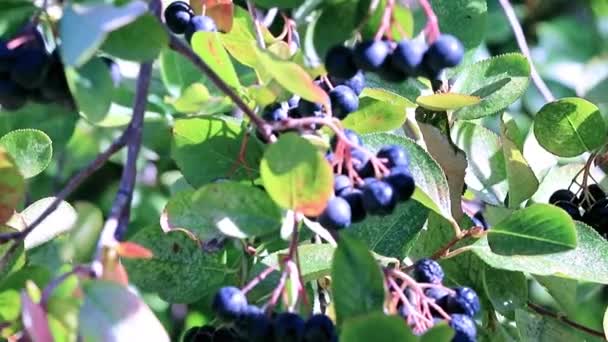 Fines Baies Mûres Sur Les Branches Buisson Chokeberry Noir — Video