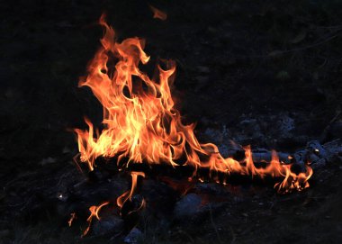 parlak alevler ve kömürde orman yangını
