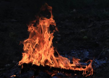 parlak alevler ve kömürde orman yangını