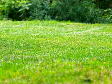 güzel sulu taze ot bahçe çim