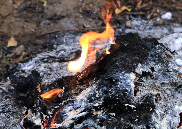 燃烧森林垃圾的红烧煤 — 图库照片