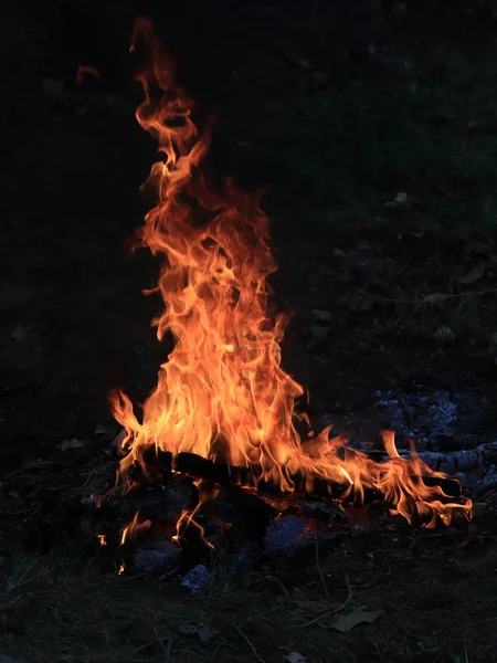 Flammes Vives Charbon Dans Feu Forêt — Photo