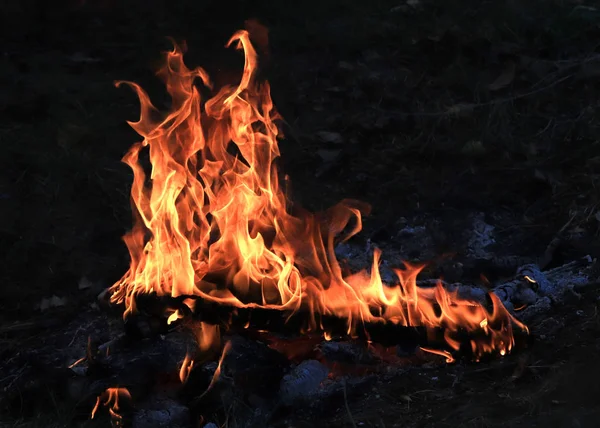 Heldere Vlammen Steenkool Een Bosbrand — Stockfoto