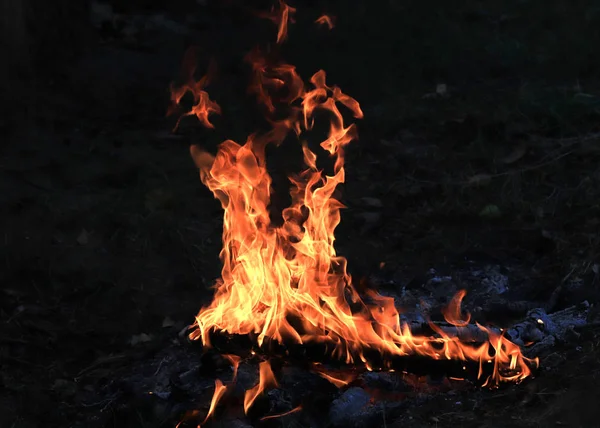 Heldere Vlammen Steenkool Een Bosbrand — Stockfoto