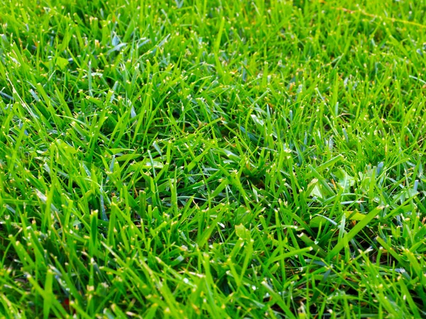 Beautiful Juicy Fresh Grass Garden Lawn — Stock Photo, Image