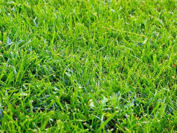 Beautiful Juicy Fresh Grass Garden Lawn — Stock Photo, Image