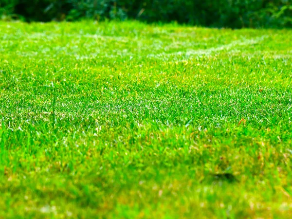 Schön Saftig Frisches Gras Auf Dem Gartenrasen — Stockfoto