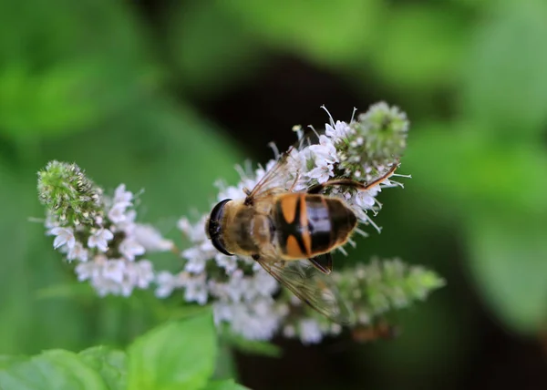 Worker Bee Pollinates Plant Collects Nectar — Stock Photo, Image