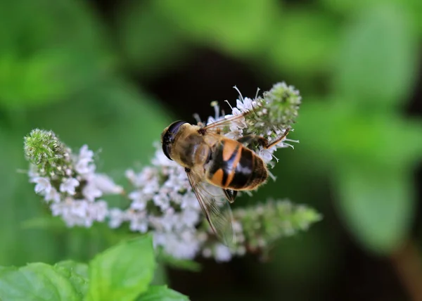 Worker Bee Pollinates Plant Collects Nectar — Stock Photo, Image