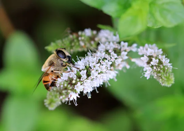 Worker Bee Pollinates Plant Collects Nectar — Stock Photo, Image