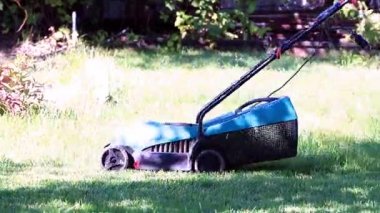 yemyeşil bir bahçe çim yeşil çim ile bir elektrik biçme kesme