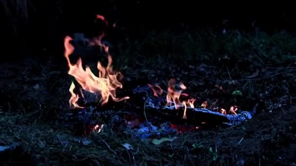 Glutnester Und Flammen Eines Waldbrandes — Stockvideo