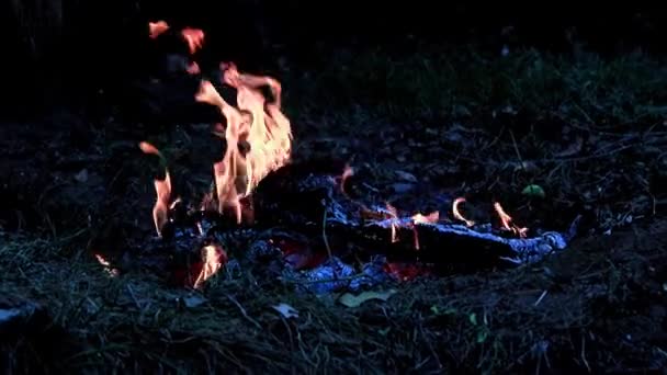 Köz Orman Yangını Alevler Yanan — Stok video