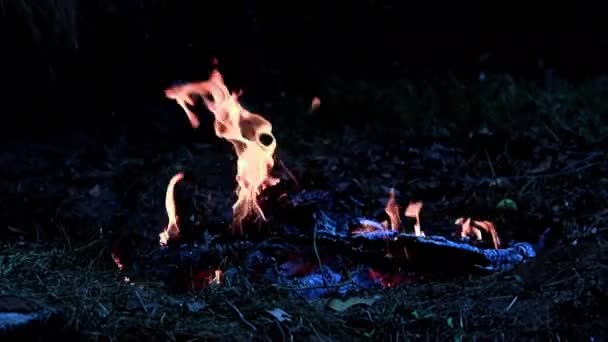 Braises Flammes Brûlantes Feu Forêt — Video