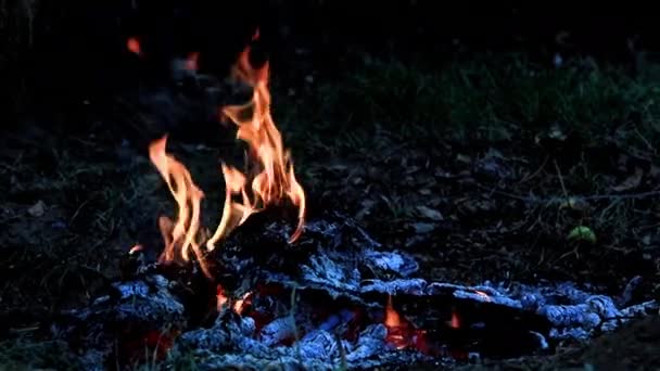 Brinnande Glöd Och Lågor Skogsbrand — Stockvideo