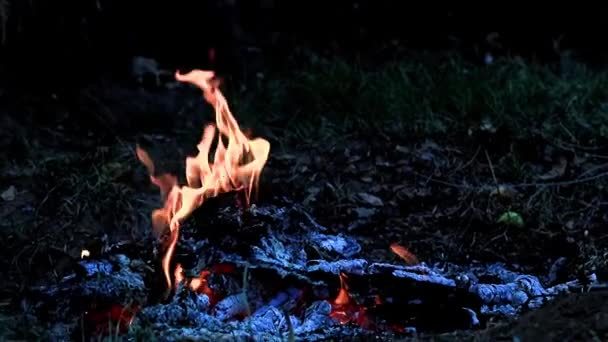 Burning Embers Flames Forest Fire — Stock Video