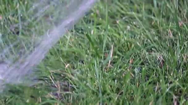 Der Strom Klaren Wassers Fällt Auf Das Gras Wenn Der — Stockvideo