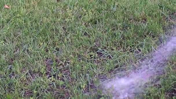Strumień Czystej Wody Spada Trawie Podczas Podlewania Trawnika — Wideo stockowe