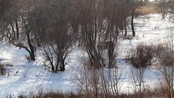 Bil Snöig Väg Skogen Nära Dammen — Stockvideo