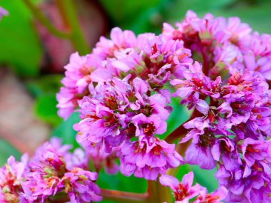 tıbbi bitki Badan güzel koyu kırmızı çiçekler