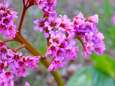 tıbbi bitki Badan güzel koyu kırmızı çiçekler