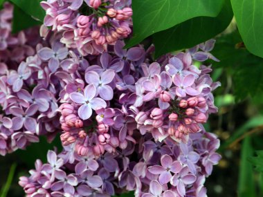 tıbbi bitki Badan güzel koyu kırmızı çiçekler