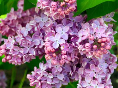 tıbbi bitki Badan güzel koyu kırmızı çiçekler