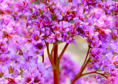 tıbbi bitki Badan güzel koyu kırmızı çiçekler