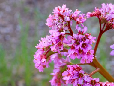 tıbbi bitki Badan güzel koyu kırmızı çiçekler