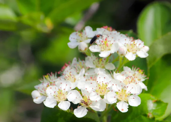 Bellissimi Fiori Bianchi Sui Rami Melo Nel Periodo Primaverile — Foto Stock