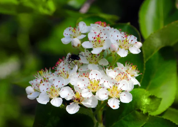 美丽的白色花朵在苹果树树枝在春天期间 — 图库照片