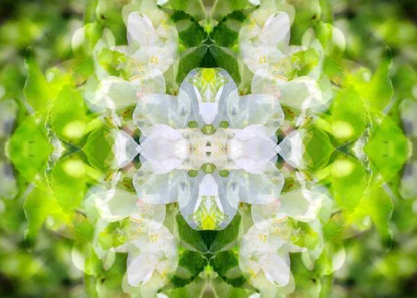 Abstract Image Wildlife Mirrors Kaleidoscope — Stock Photo, Image