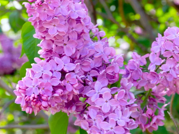 Πορφυρά Λουλούδια Του Φαρμακευτικού Φυτού Badan — Φωτογραφία Αρχείου