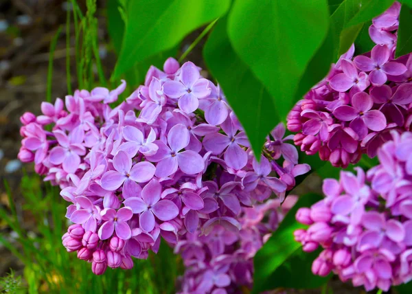 Belles Fleurs Pourpres Plante Médicinale Badan — Photo