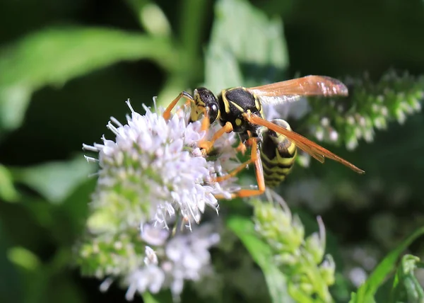 Wilde Bijen Verzamelt Nectar Uit Tuin Pepermunt Bloem — Stockfoto