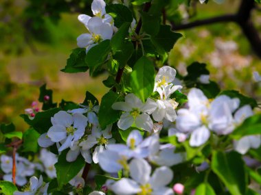 elma ağacı dalları üzerinde beyaz güzel çiçekler