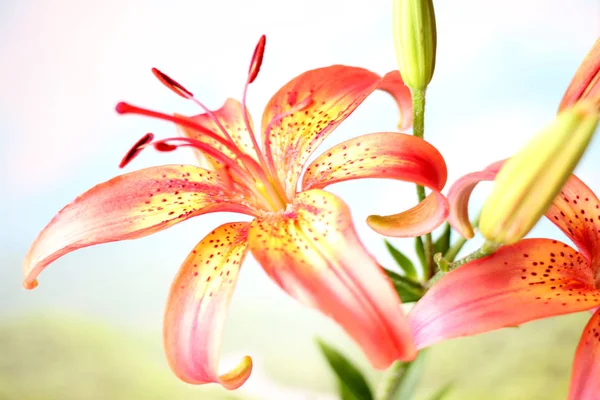 Красивые Цветы Полевые Лилии Часть Природного Ландшафта — стоковое фото